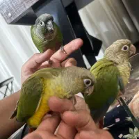 هایپر پرندگان|پرنده|بیجار, |دیوار