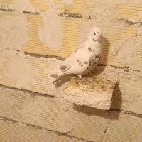 کبوتر|پرنده|کرمانشاه, |دیوار