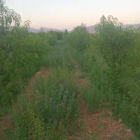 زمین کشاورزی. روستای اناج|فروش زمین و ملک کلنگی|قره چای, |دیوار