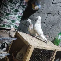 کفتر سرور پلاکی|پرنده|باغ بهادران, |دیوار