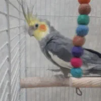 عروس هلندی سخنگو