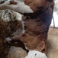 گوساله ماده