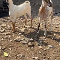 نژاد|حیوانات مزرعه|فردوس (خراسان), |دیوار