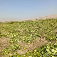 حبووبات کنجد.ماش و کاه ماش ارتشی  تمام نقاط کشور