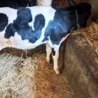 گاو و گوساله نر دورگ