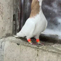 کفتر بهبونی هوایی|پرنده|مرودشت, بیست متری بیمارستان|دیوار