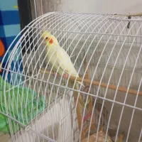 عروس ماده لوتیو|پرنده|رشت, رودباری|دیوار