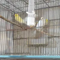 قناری ماده درجه یک سفید و طلایی