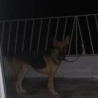 سگ ژرمن