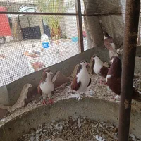 کبوتر شهری|پرنده|بندر کنگان, |دیوار