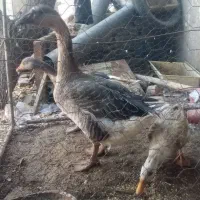 قو قاز نر و غاز محلی ماده و یک عدد اردک نر رایگان|حیوانات مزرعه|هریس, |دیوار