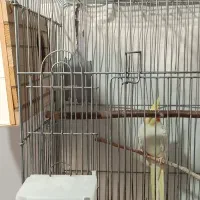 جفت عروس هلندی مولد به همراه تخم لوازم