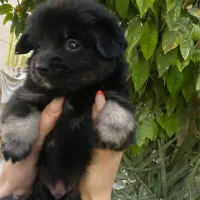 سگ نژاداشپیدزپامری