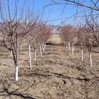 هرس درخت به صورت حرفه ای