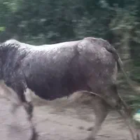 تلم.گاو ماده