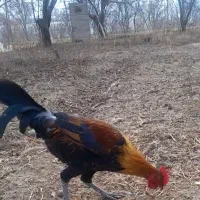 خروس لری اصیل