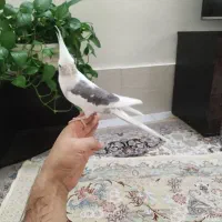عروس هلندی آلبینو دوکت نر|پرنده|تهران, جوادیه|دیوار