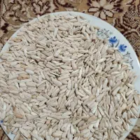 تخمک افتاب گردان|خوردنی و آشامیدنی|مشهد مرغاب, |دیوار