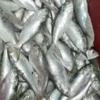 صبور کوچیک
