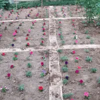 انواع خدمات باغبانی