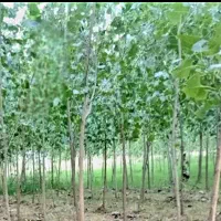 زمین-باغی-1-هکتار-فروش-فوری