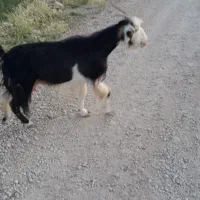 ۳راس کهره ماده یک بزباکهربازن ابستنه