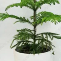 انواع کاج و شمشاد گلهای اپارتمانی|گل و گیاه طبیعی|کرج, فاز ۳ مهرشهر|دیوار