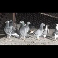 ۱۱تا کفتر فروشی|پرنده|قاسم‌آباد (خواف), |دیوار