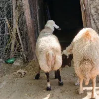 ۲عدد میش جوان  تمام پروار