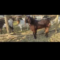 نری بخته|حیوانات مزرعه|رفسنجان, |دیوار