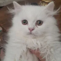 ۲ عدد گربه پرشین نر و ماده سفید ۲ ماهه