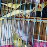 دو عدد طوطی عروس هلندی چهار ماهه