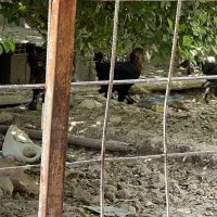 مرغ و خروس دیلگونی