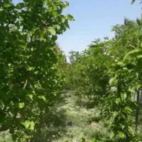 440-متر-باغچه-در-شاهدشهر