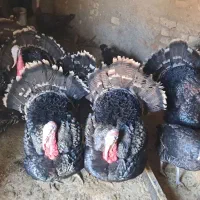 بوقلمون محلی|حیوانات مزرعه|قلقل رود, |دیوار