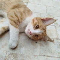 واگذاری ۴ بچه گربه (باهم)|گربه|میبد, |دیوار