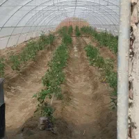 نیازمند کارگر کشتگر|استخدام صنعتی، فنی، مهندسی|زهک, |دیوار