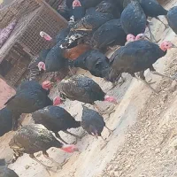 بوقلمون محلی|حیوانات مزرعه|کوهدشت, |دیوار
