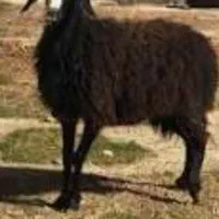 گوسفندزنده