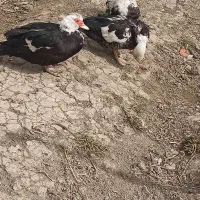 3 عدد اردک روسی