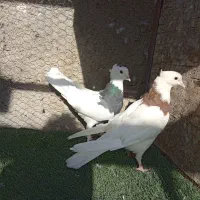 نقش|پرنده|زارچ, |دیوار