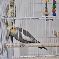 عروس هلندی جفت