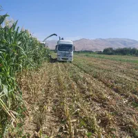 اجاره ۲۵ هکتار زمین کشاورزی