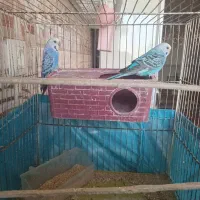 یک جفت مرغ عشق مست