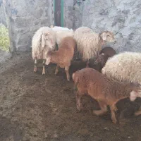 گوسفند بره دار