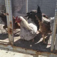 جوجه مرغ خروس|حیوانات مزرعه|رضویه, |دیوار