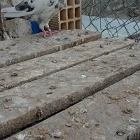کفتر پرشی|پرنده|اصفهان, کوی امیریه|دیوار
