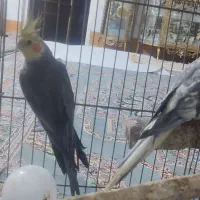 عروس هلندی|پرنده|قم, زند آباد|دیوار