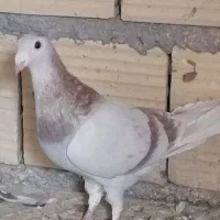 کفتر فروشی|پرنده|یزد, |دیوار