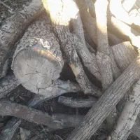 چند تن چوب خشک خشک سنجد توت زبان گنجشک گردو|عمده‌فروشی|ری, امین آباد|دیوار